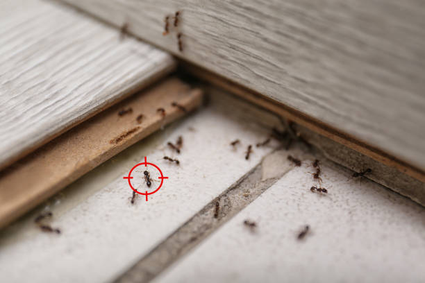 Best Affordable Pest Control Services  in Ashley, OH