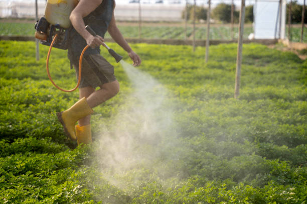 Best Wasp Removal Services  in Ashley, OH