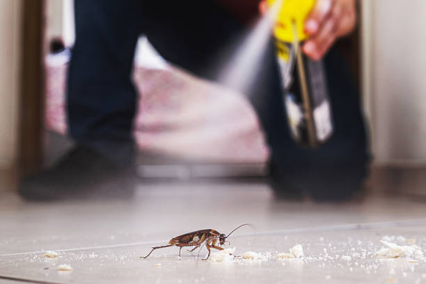 Best Ant Control Services  in Ashley, OH